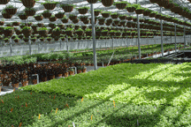 GREENHOUSE SHOT GREENHOUSE SHOT