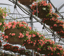 hanging basket Image hanging basket image