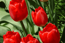 Tulip image