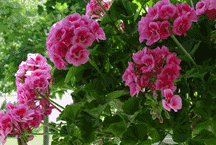 Geranium Image Geranium image