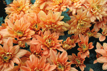 Mum Image Mum image