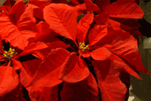 Poinsettia image