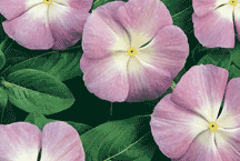 vinca Image vinca image